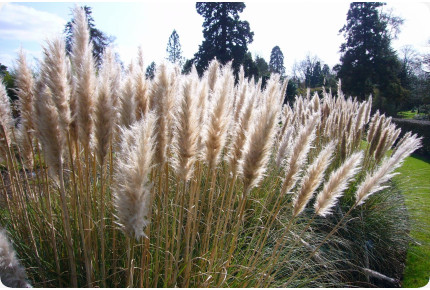 Amerikanisches Pampasgras